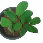 Mahogany Plants
